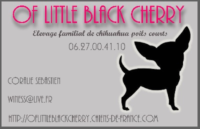 Of Little Black Cherry