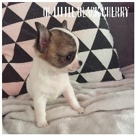 Of Little Black Cherry - Chihuahua - Portée née le 24/08/2017