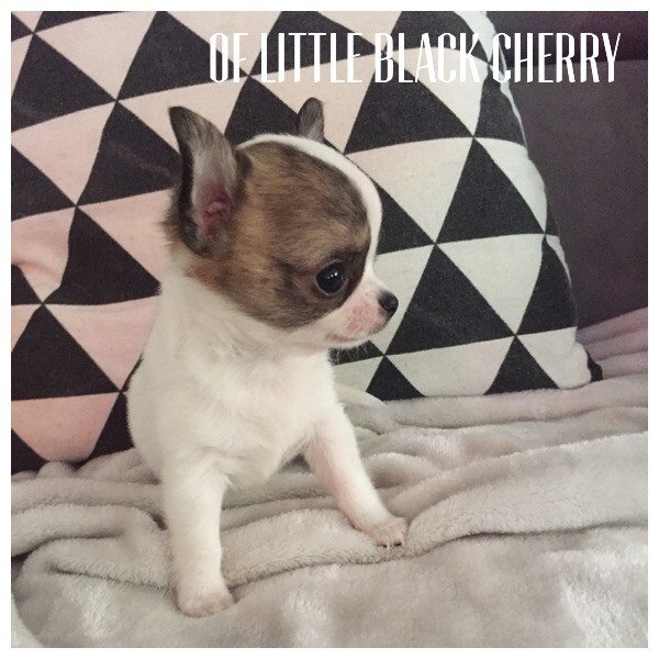 Of Little Black Cherry - Chiot disponible  - Chihuahua
